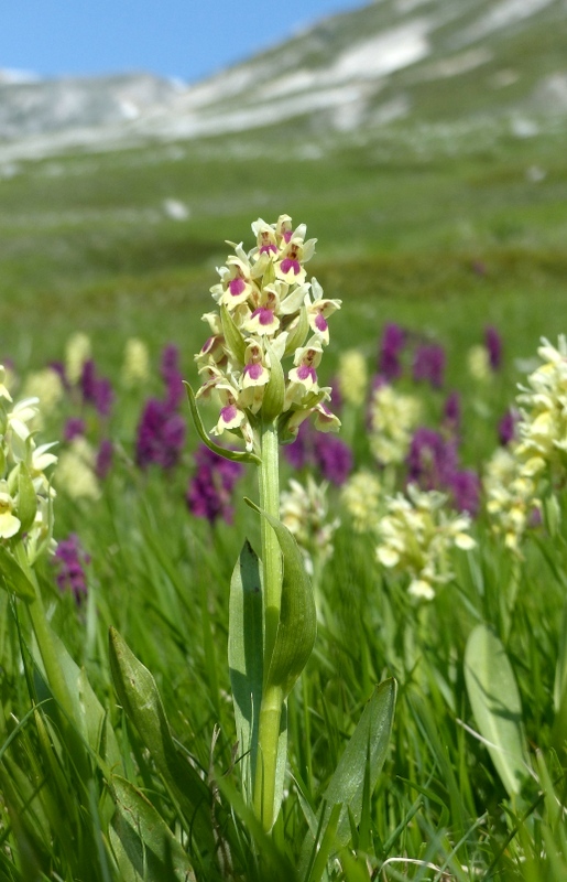 Dactylorhiza sambucina f. chusae  Parco Nazionale del Gran Sasso  giugno 2023.